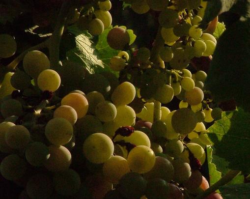 A bunch of Aglianico wine grapes on the vine