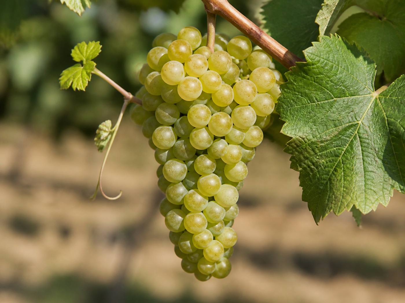 A bunch of Aidani wine grapes on the vine