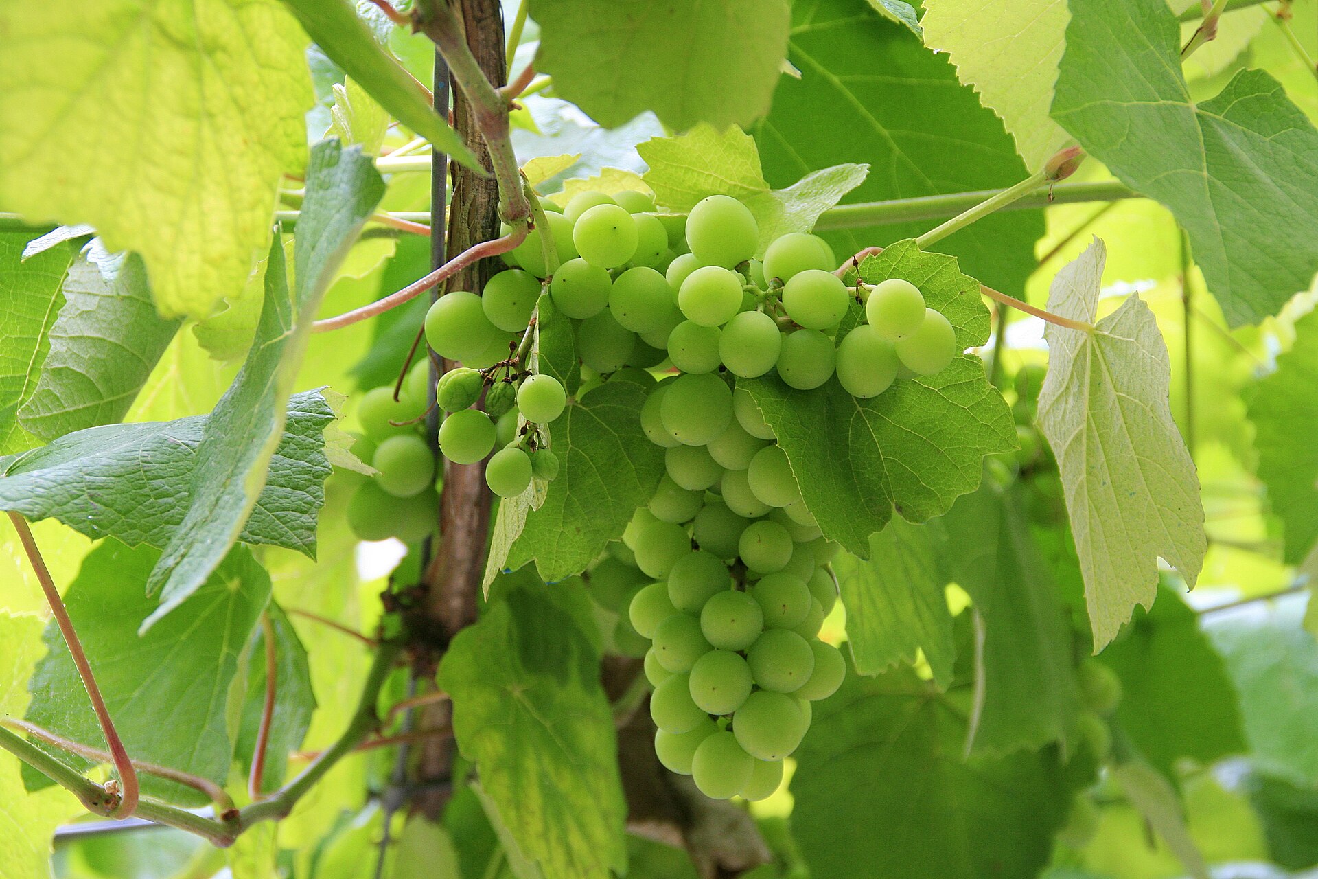 A bunch of Albariño wine grapes on the vine