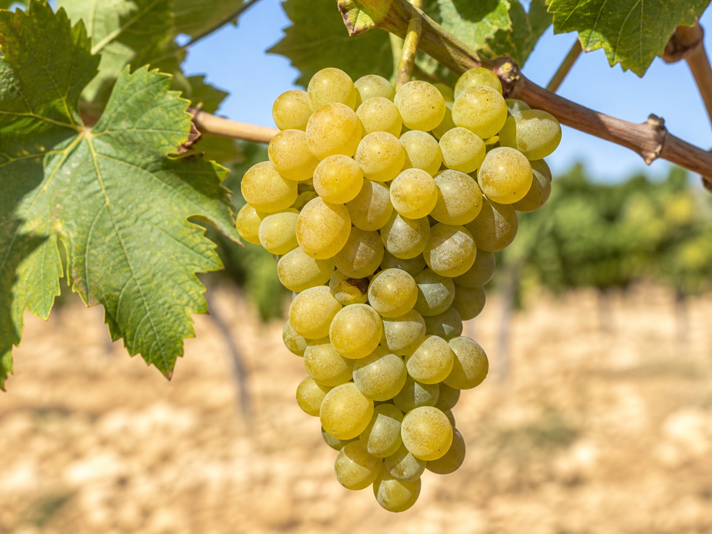 A bunch of Albillo Mayor wine grapes on the vine