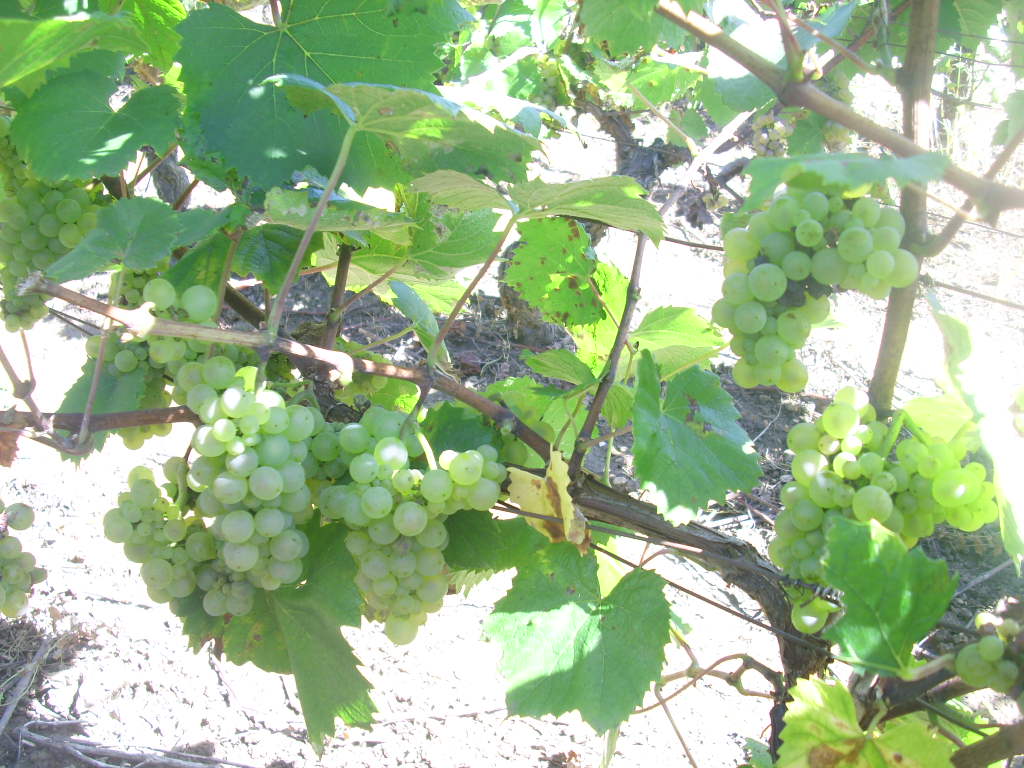 A bunch of Aligoté wine grapes on the vine