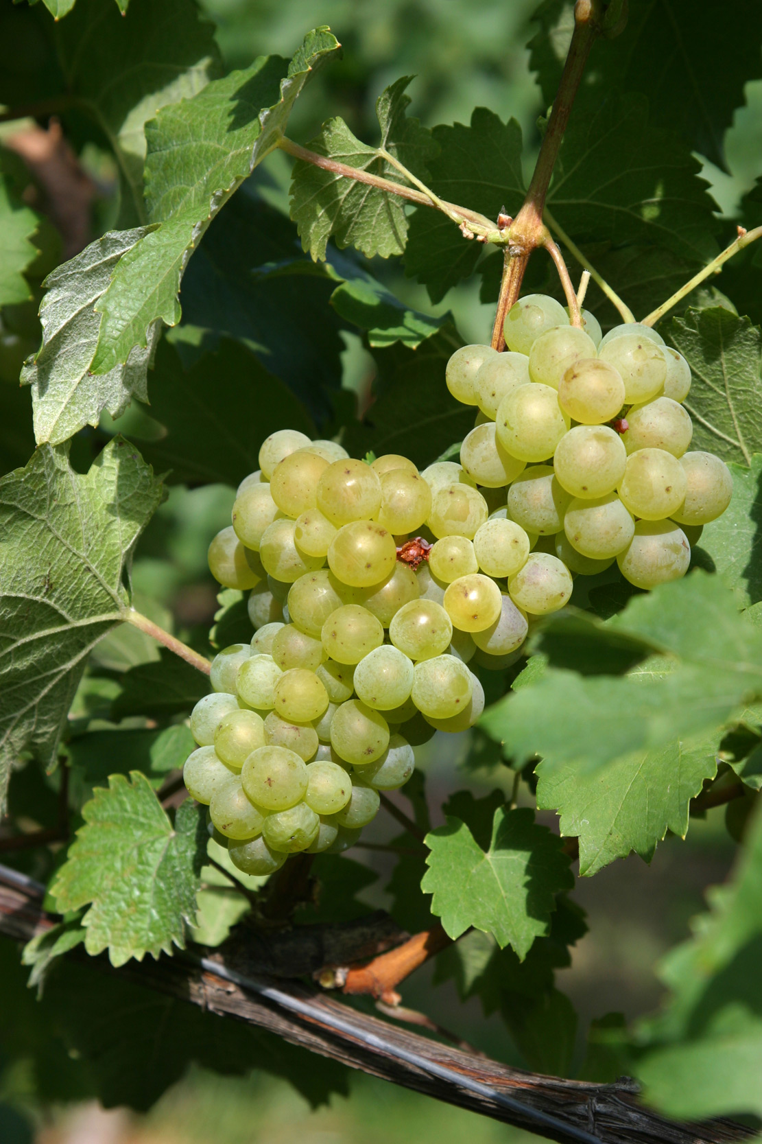 A bunch of Bacchus wine grapes on the vine