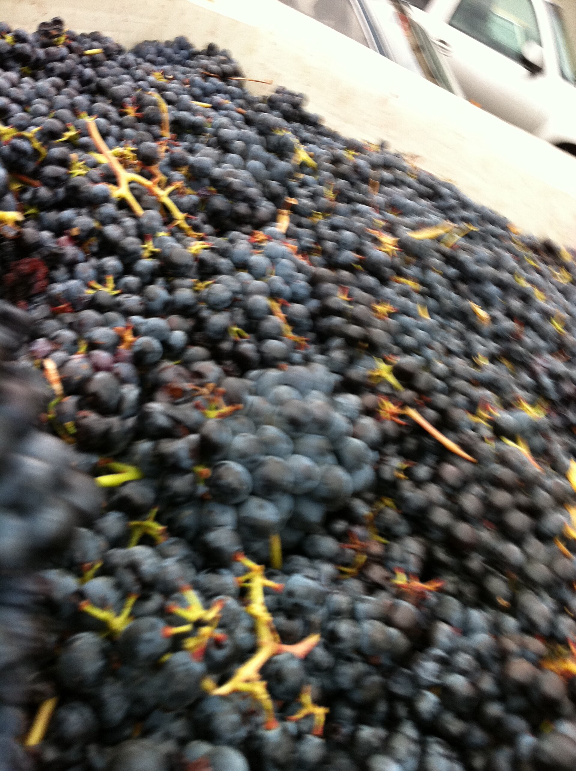 A bunch of Barbera wine grapes on the vine