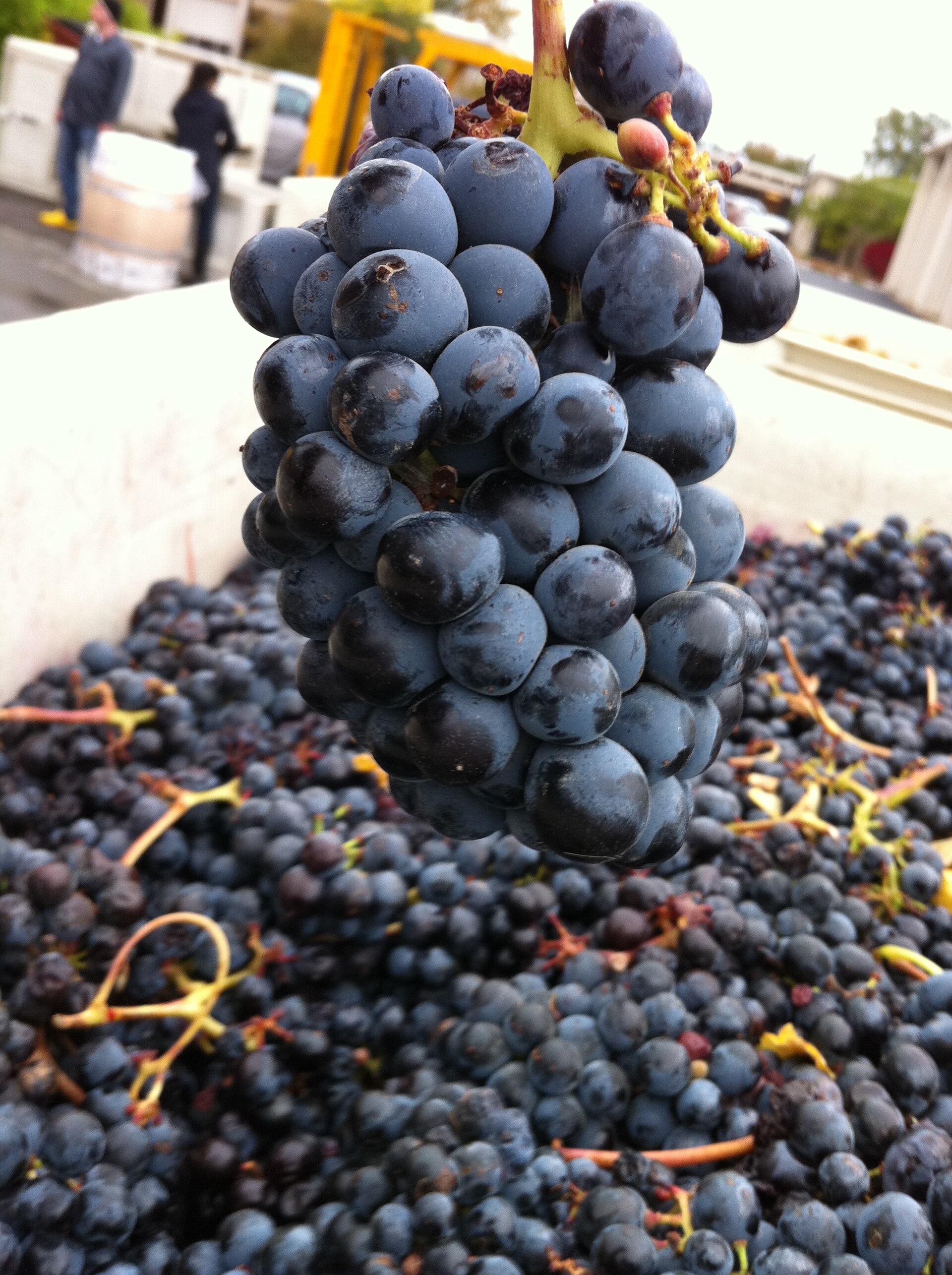 A bunch of Blaufränkisch wine grapes on the vine
