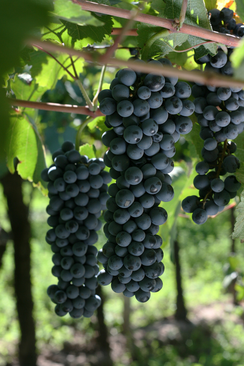 A bunch of Bonarda wine grapes on the vine