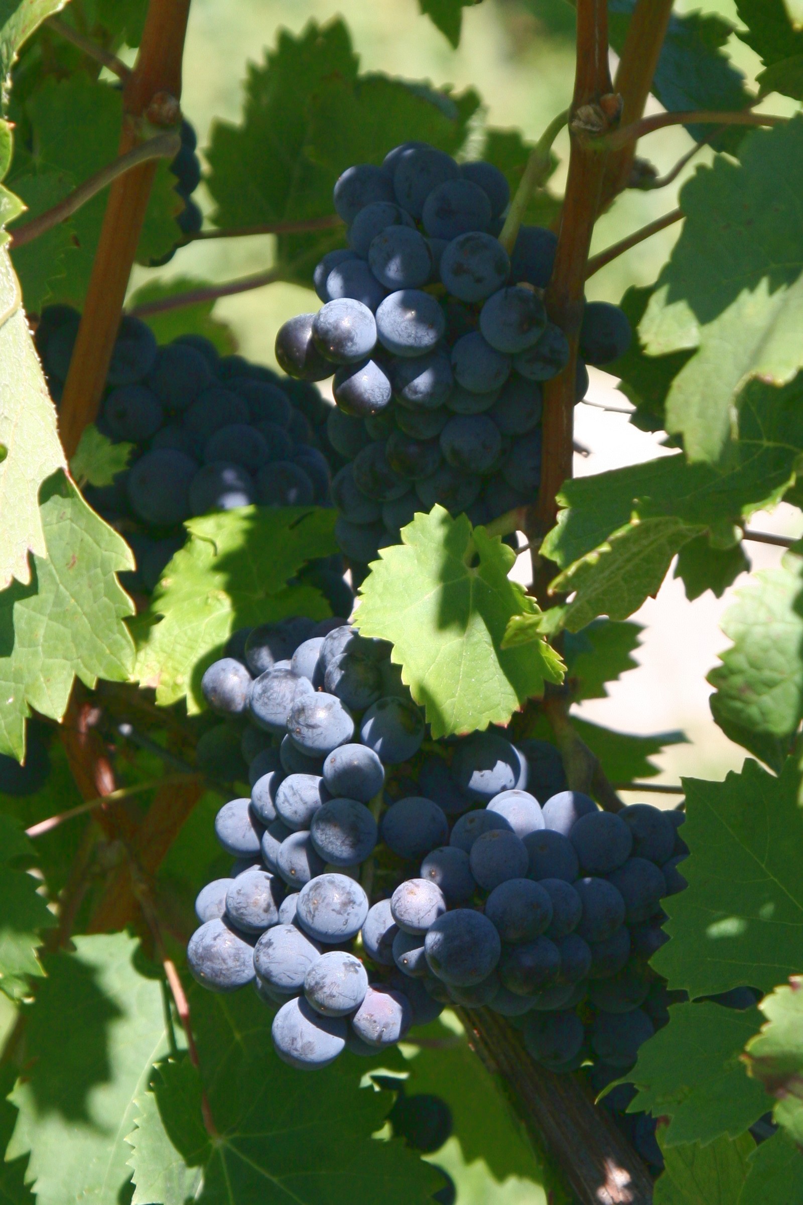 A bunch of Cabernet Franc wine grapes on the vine
