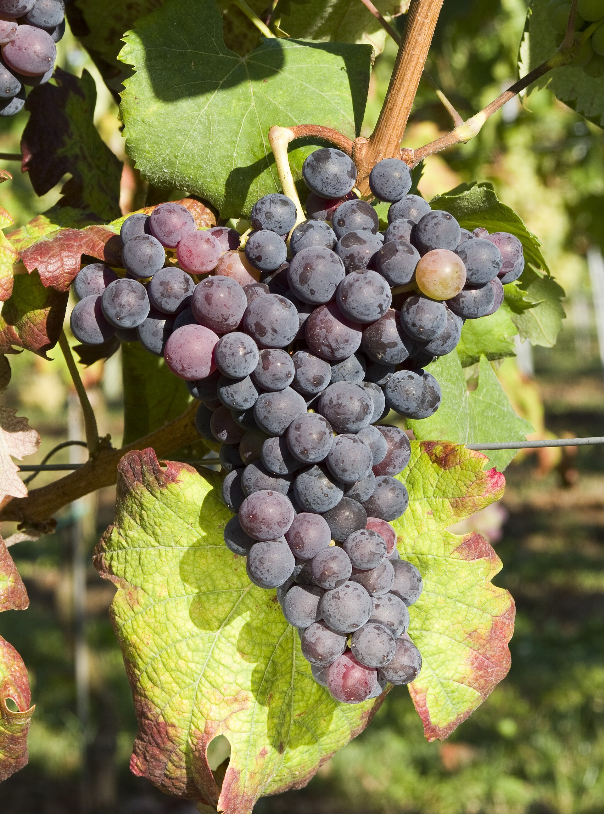 A bunch of Canaiolo wine grapes on the vine