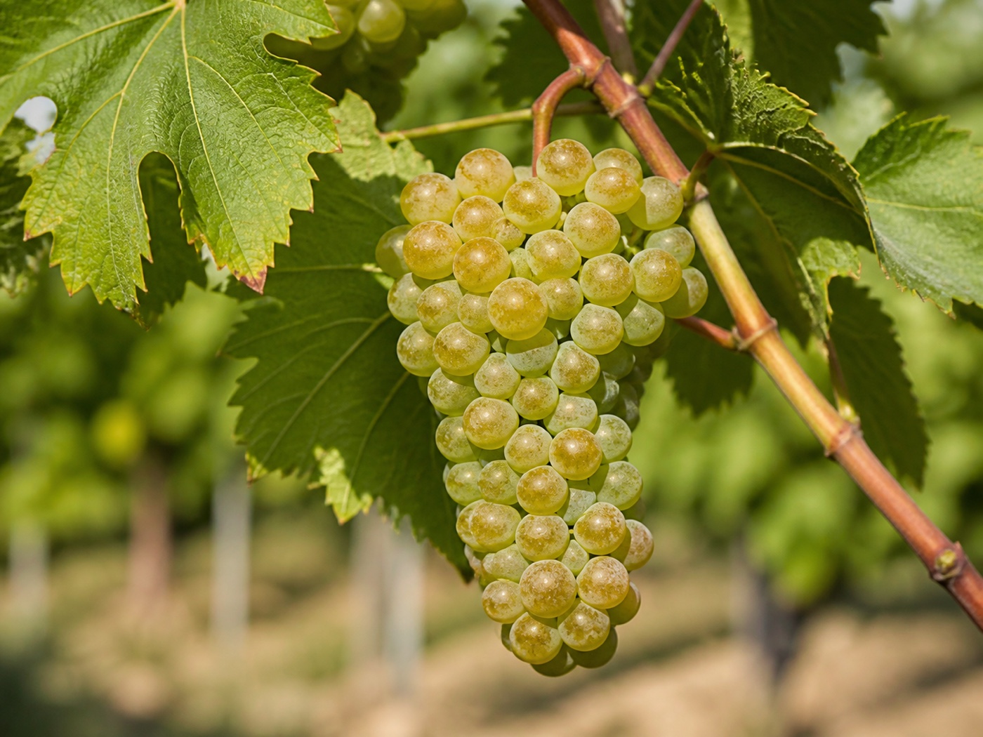 A bunch of Chardonnay wine grapes on the vine
