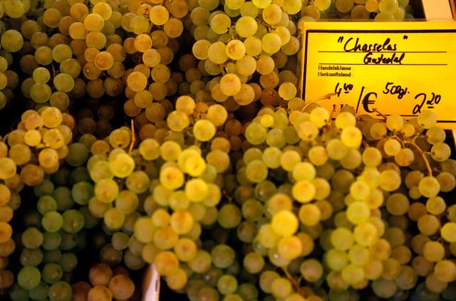 A bunch of Chasselas wine grapes on the vine