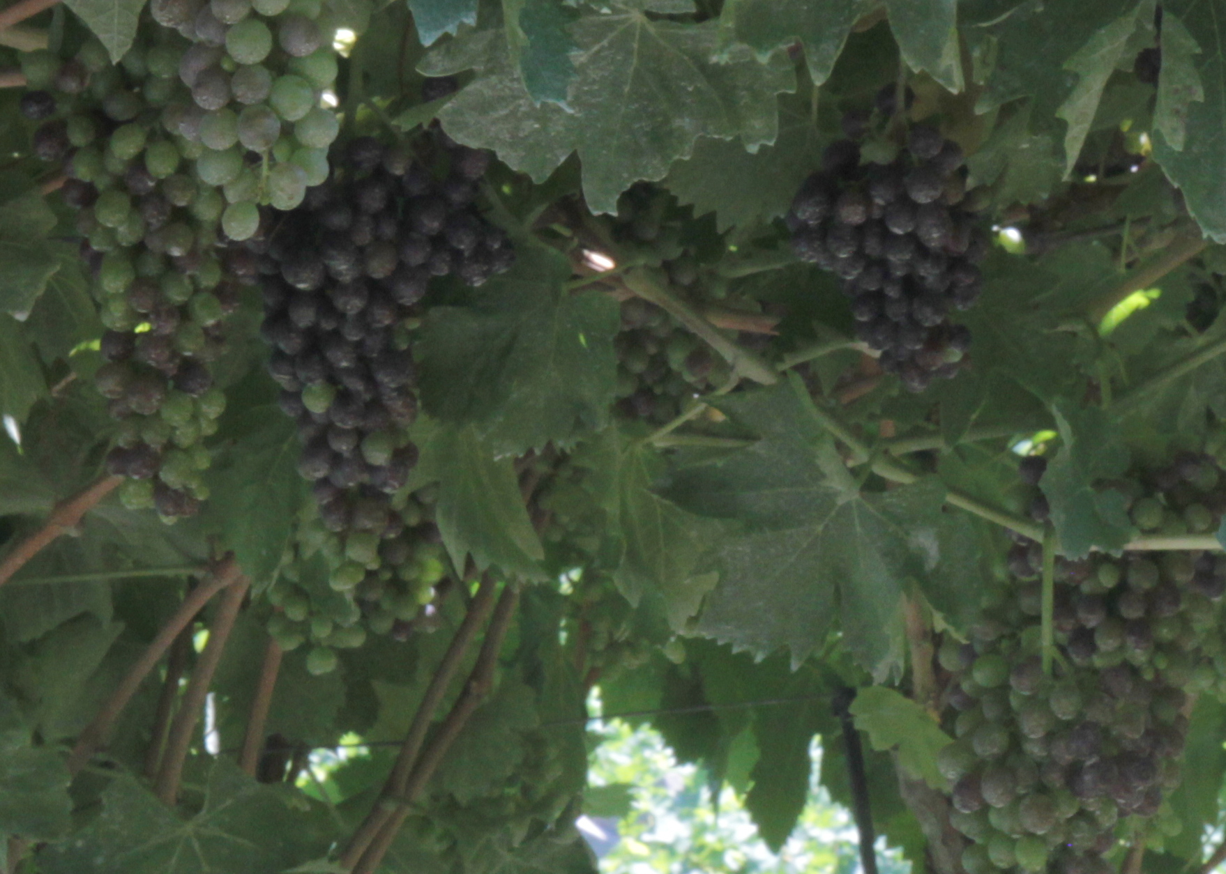 A bunch of Corvina wine grapes on the vine