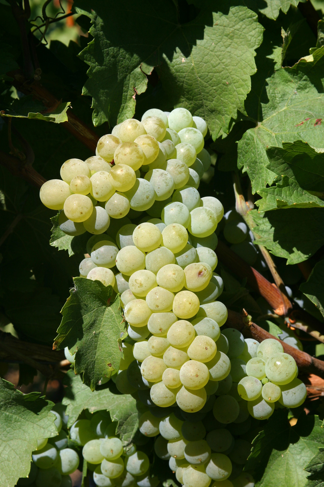 A bunch of Elbling wine grapes on the vine