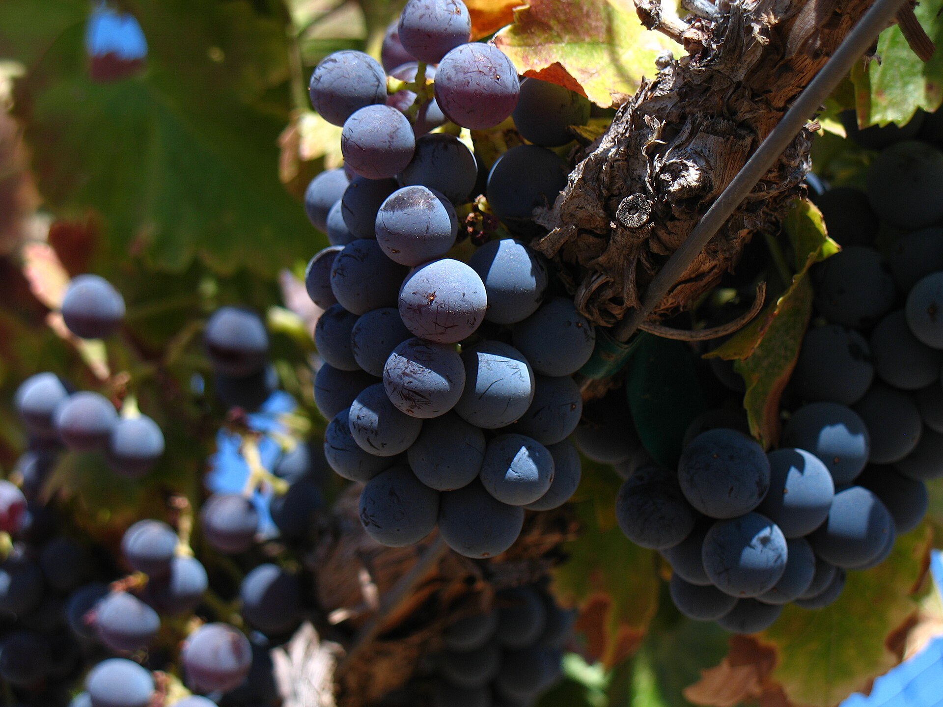 A bunch of Garnacha wine grapes on the vine