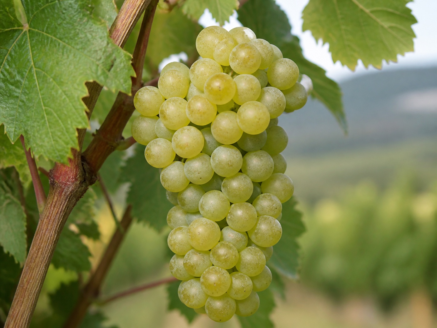 A bunch of Godello wine grapes on the vine