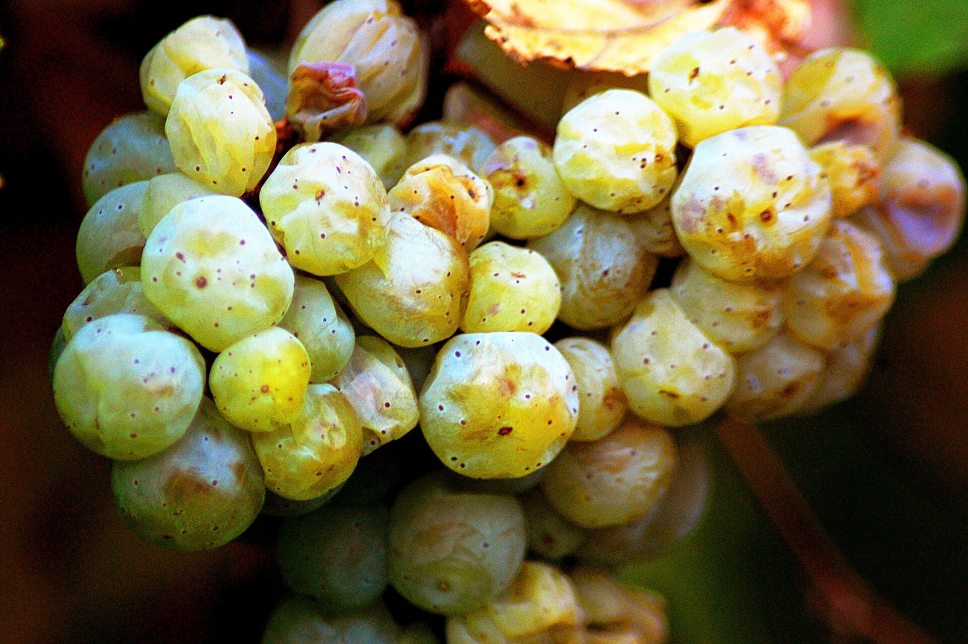 A bunch of Grüner Veltliner wine grapes on the vine