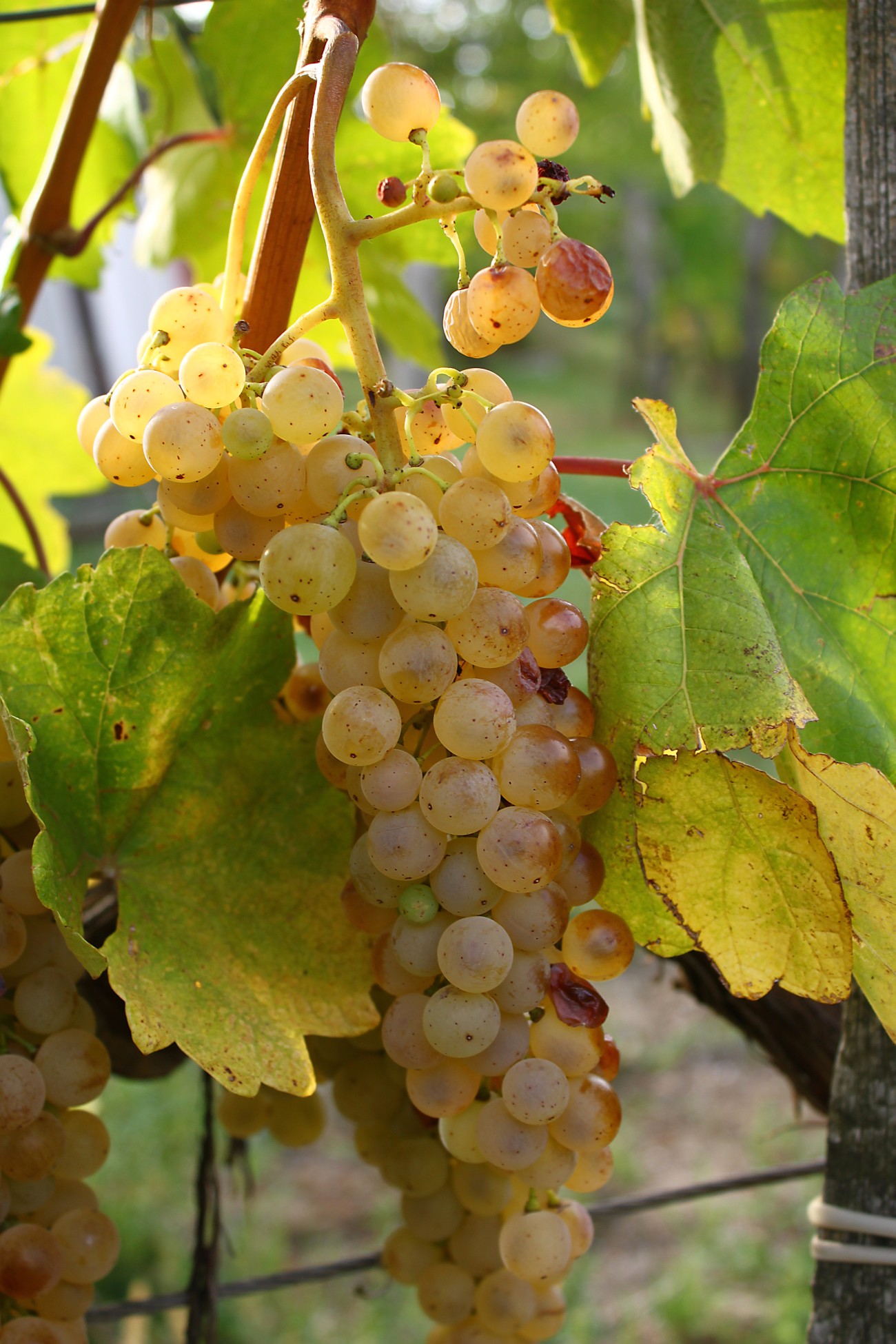 A bunch of Hárslevelű wine grapes on the vine