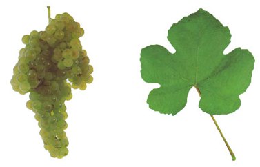 A bunch of Loureiro wine grapes on the vine