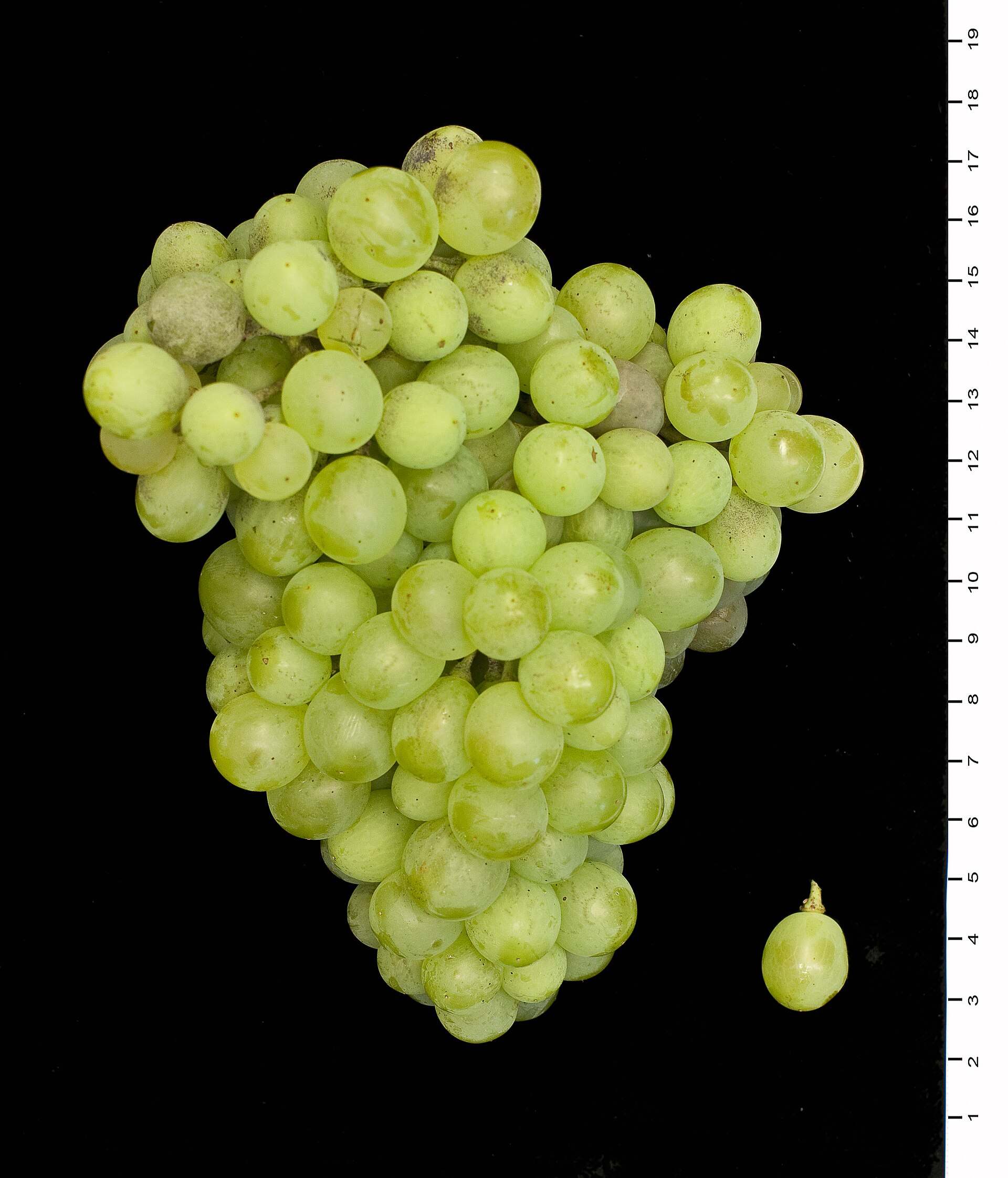 A bunch of Macabeu wine grapes on the vine