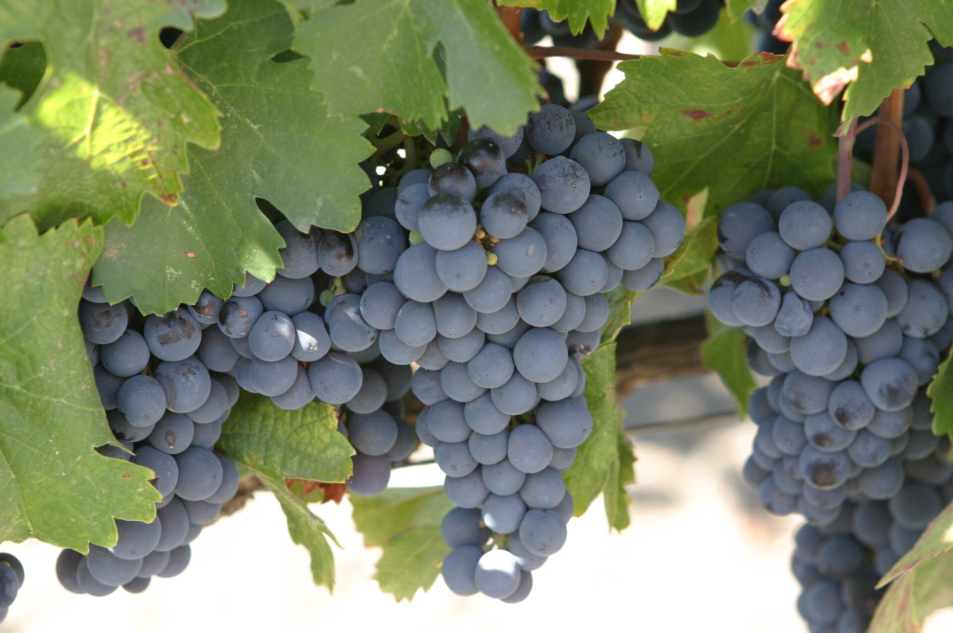 A bunch of Malbec wine grapes on the vine