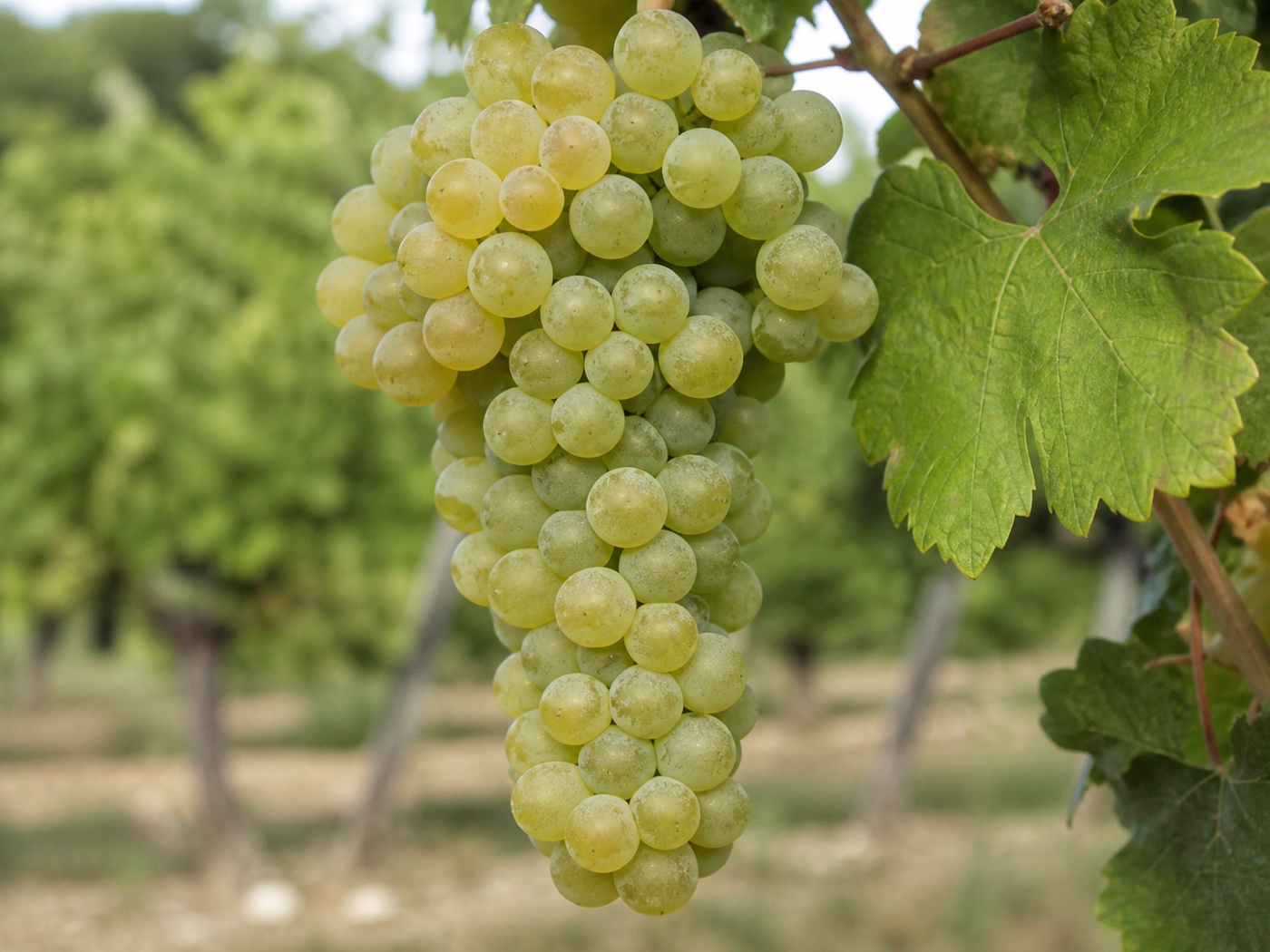 A bunch of Marsanne wine grapes on the vine