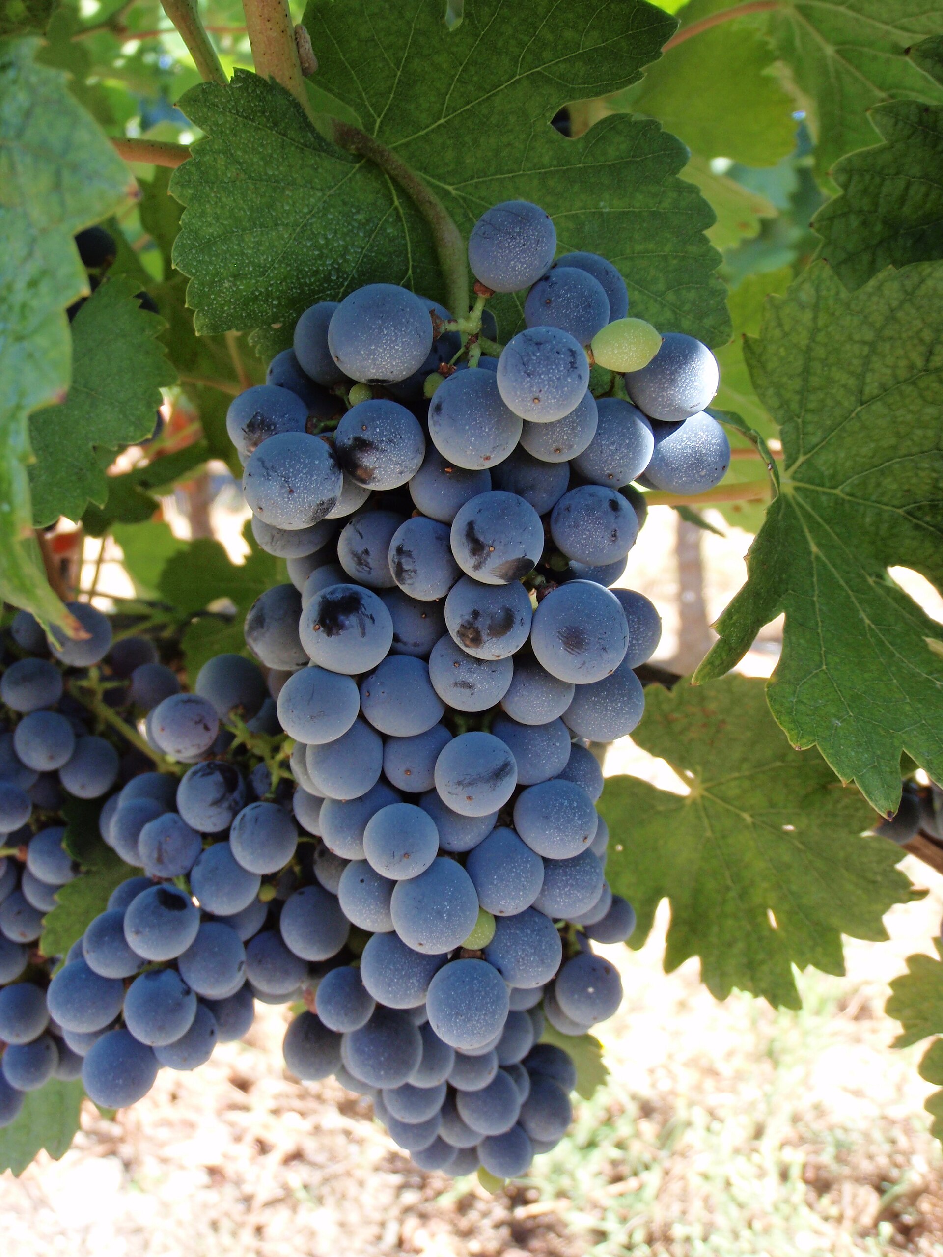A bunch of Marselan wine grapes on the vine