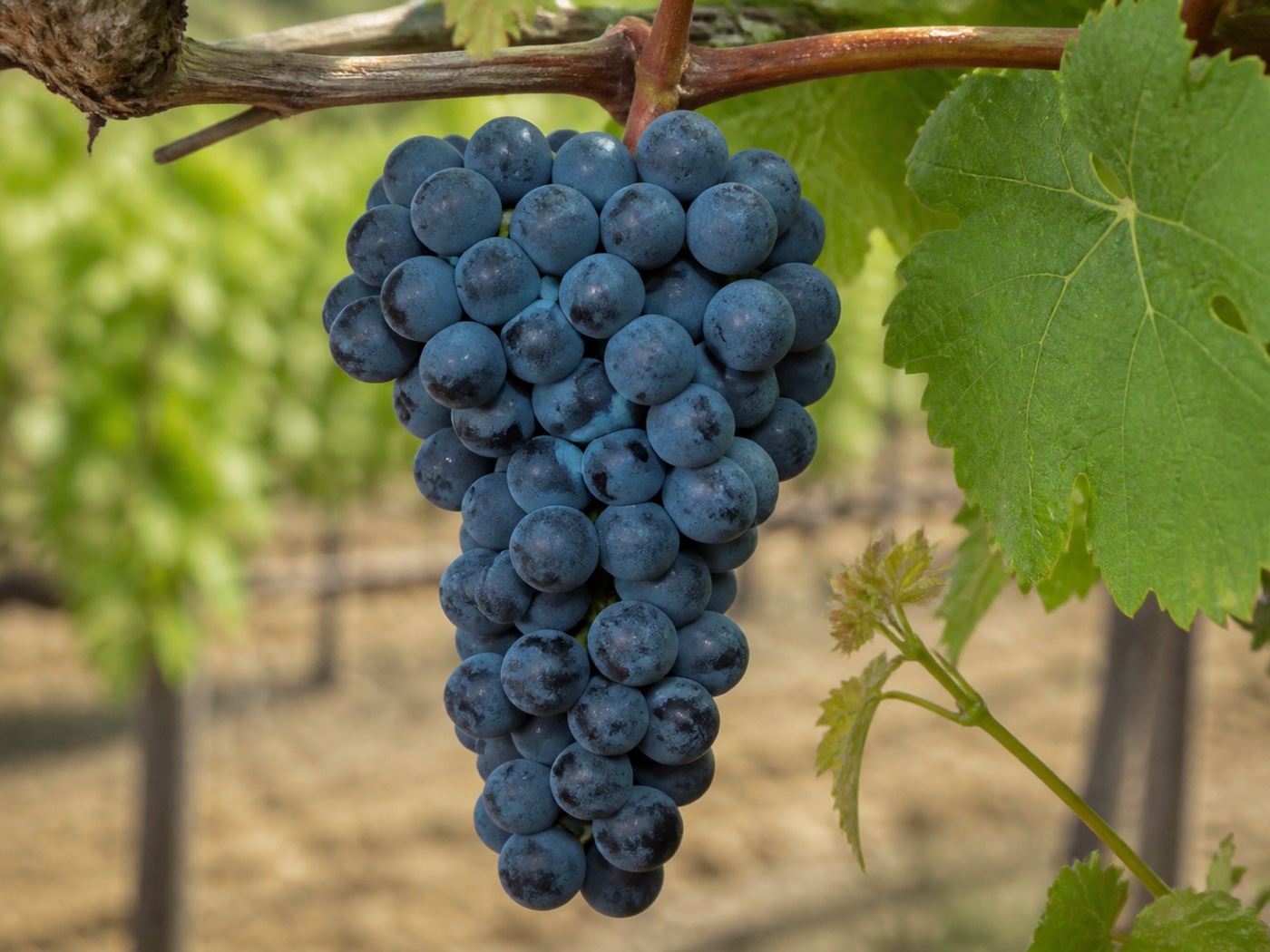 A bunch of Mataro wine grapes on the vine