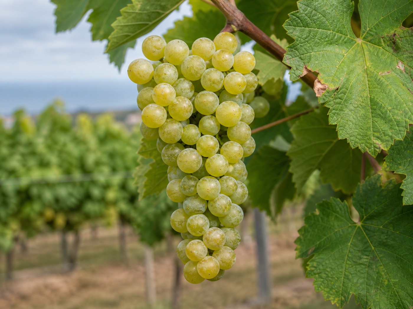 A bunch of Melon wine grapes on the vine