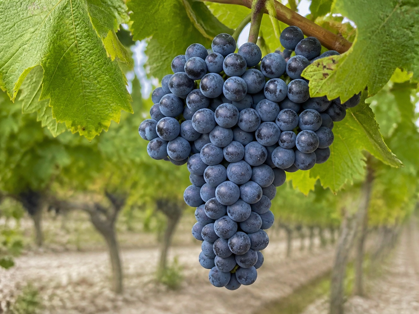 A bunch of Meunier wine grapes on the vine