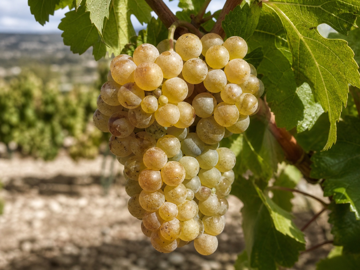 A bunch of Moscatel wine grapes on the vine