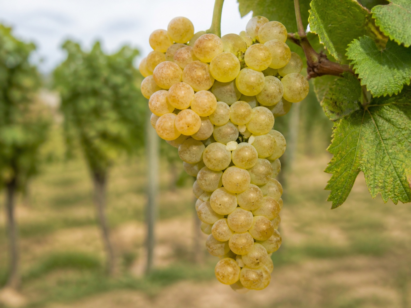 A bunch of Moscato wine grapes on the vine
