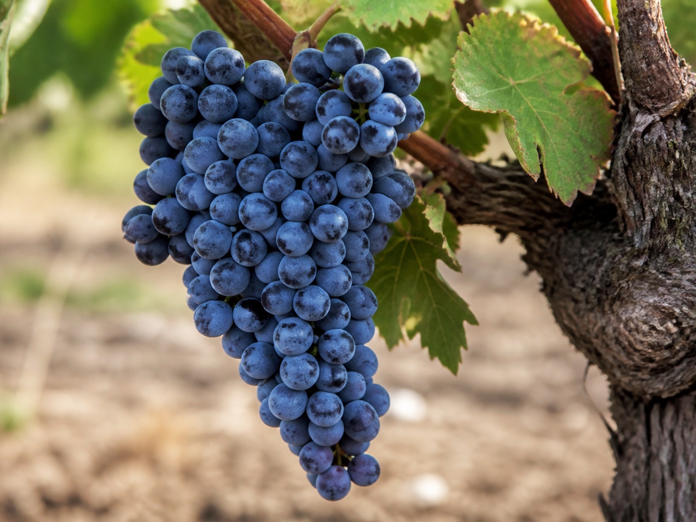 A bunch of Mourvèdre wine grapes on the vine