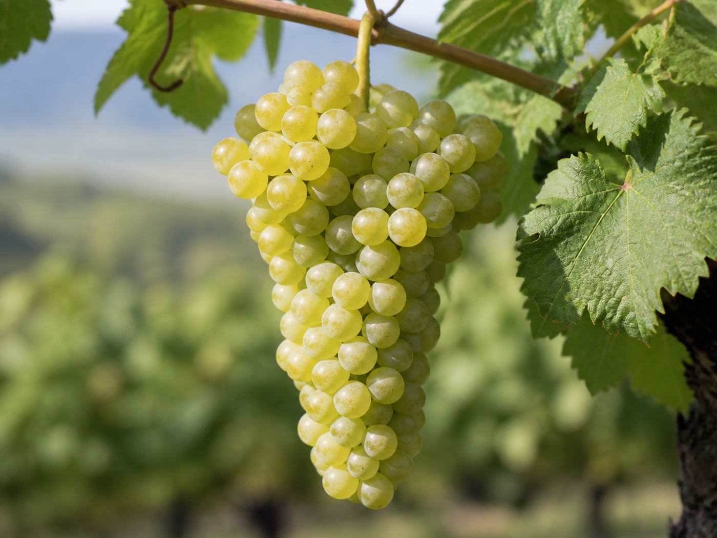 A bunch of Mtsvane wine grapes on the vine