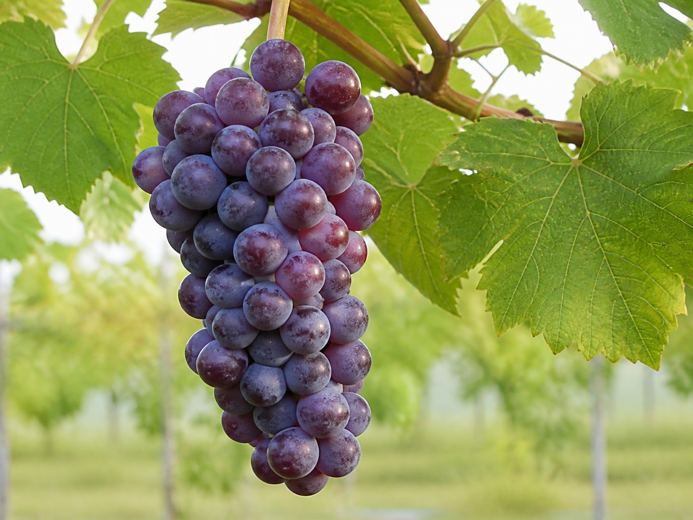 A bunch of Muscat Bailey A wine grapes on the vine