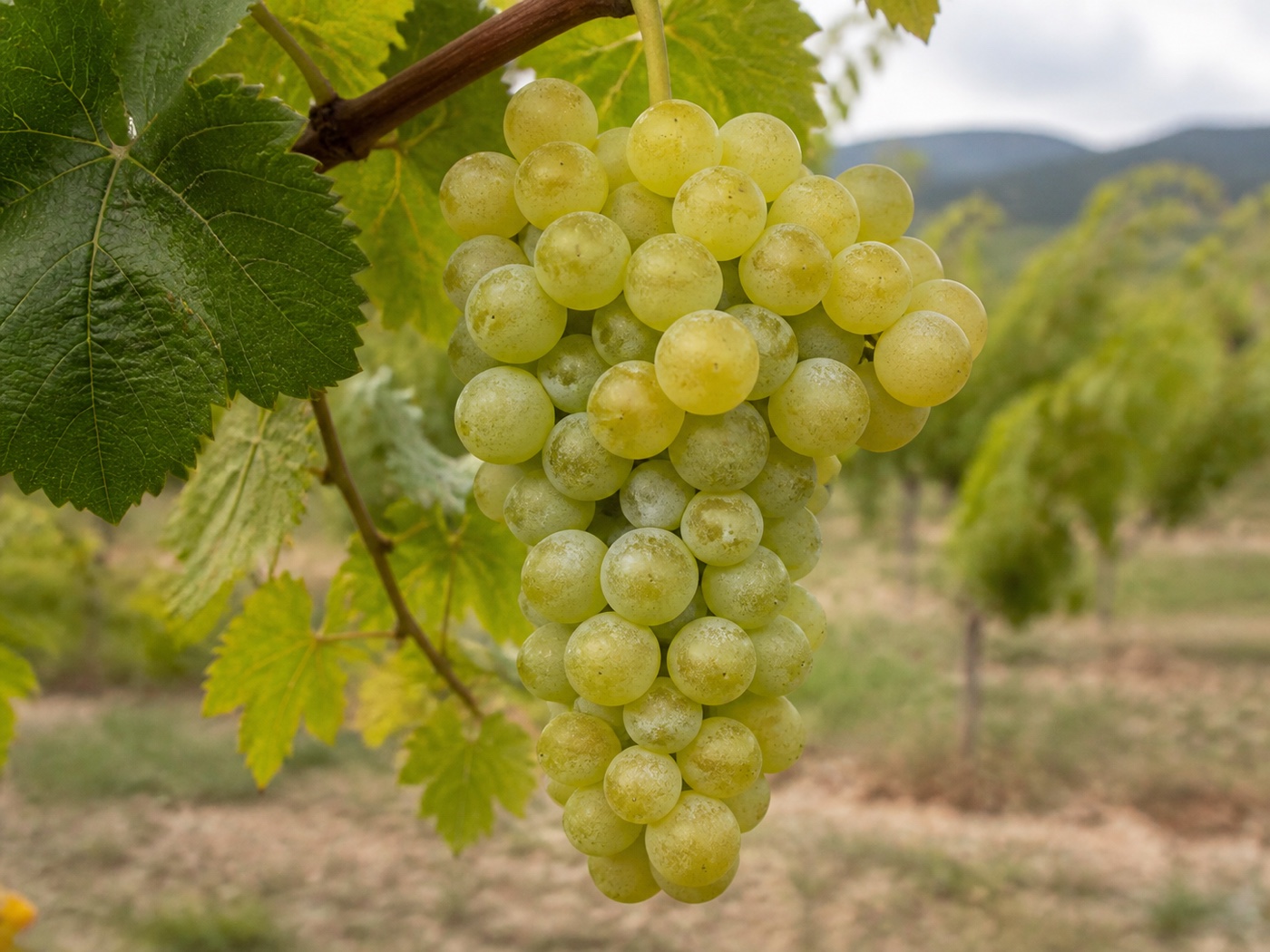 A bunch of Parellada wine grapes on the vine