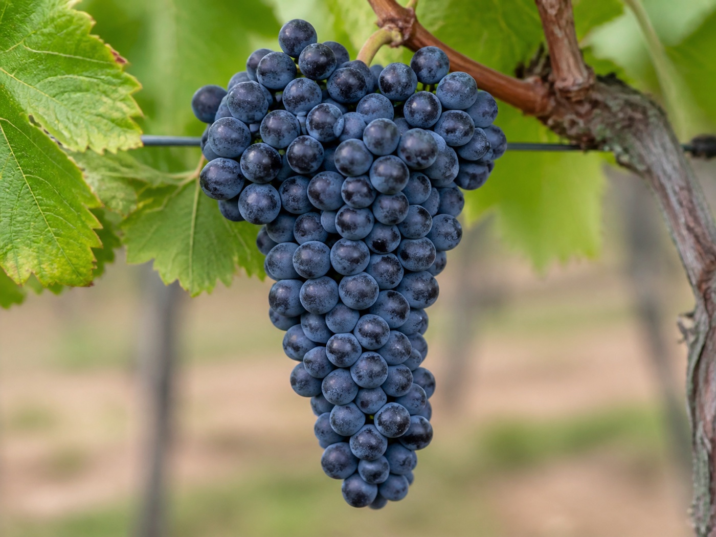 A bunch of Petit Verdot wine grapes on the vine