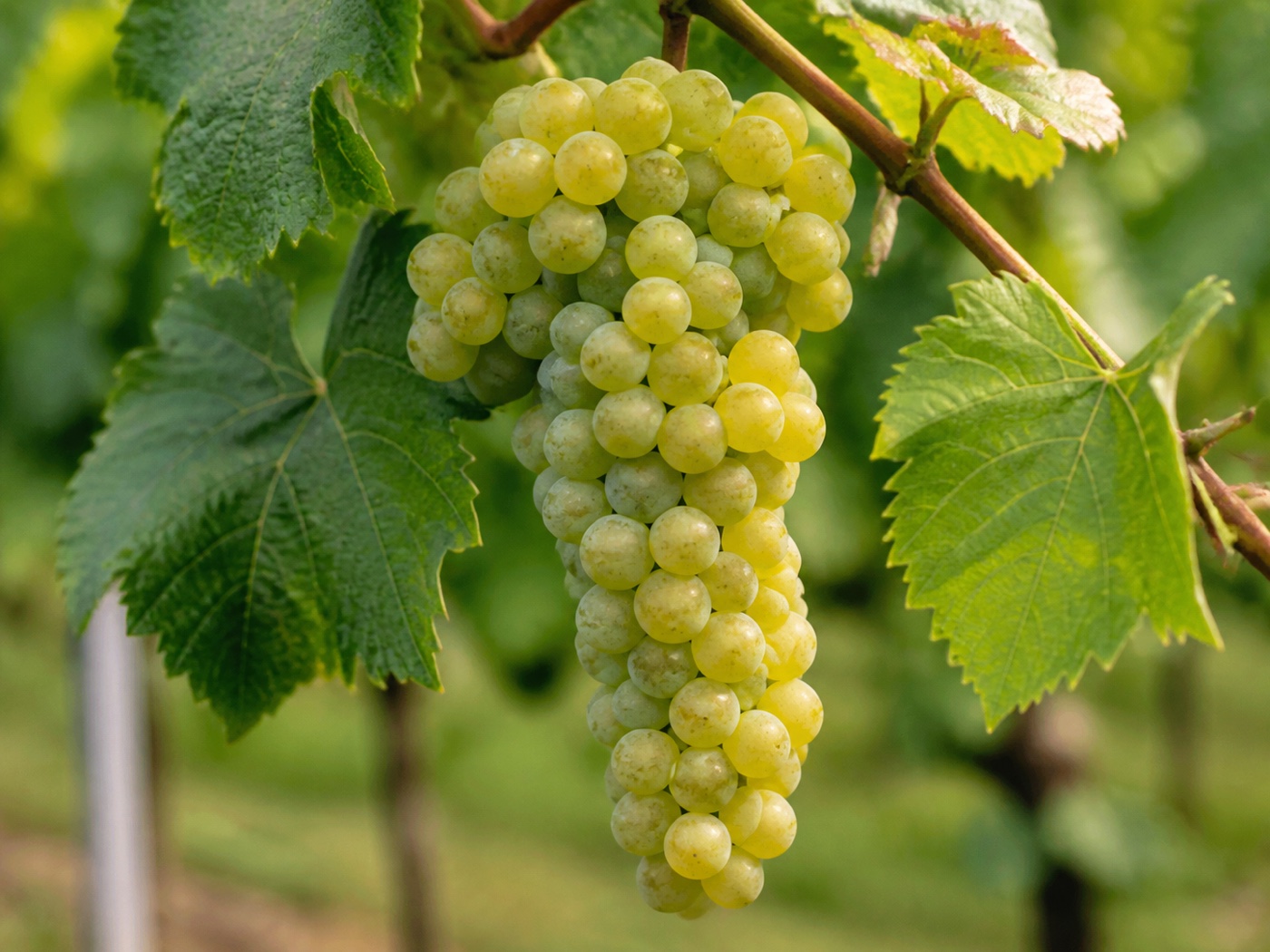 A bunch of Pinot Blanc wine grapes on the vine
