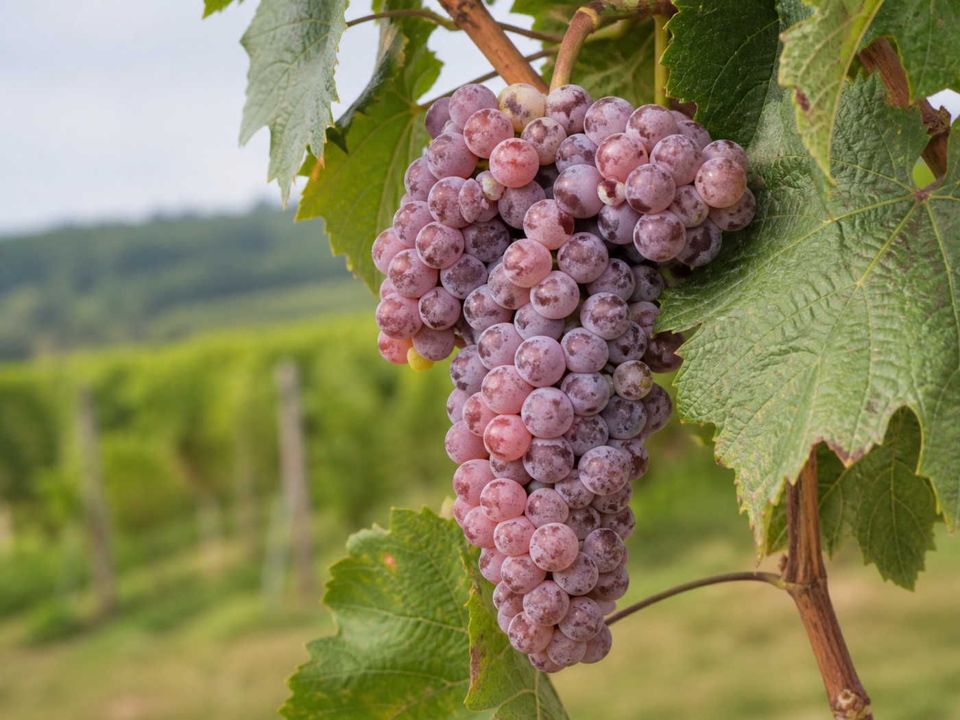 A bunch of Pinot Gris wine grapes on the vine