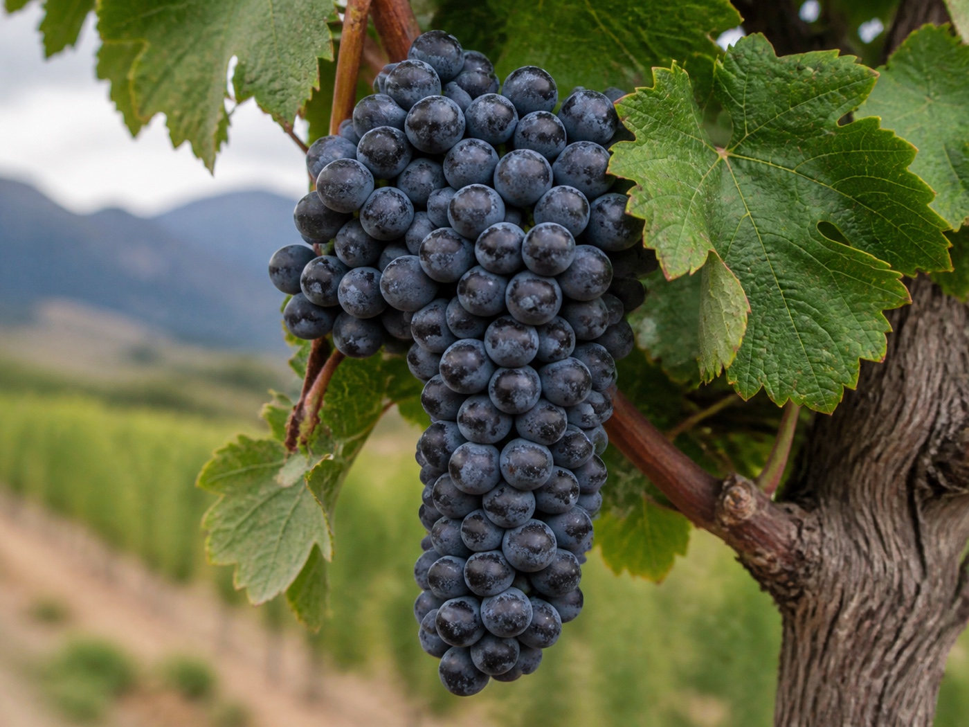 A bunch of Pinotage wine grapes on the vine