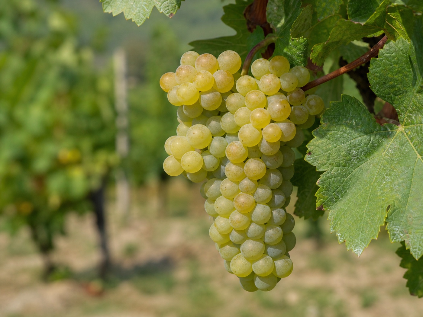 A bunch of Rkatsiteli wine grapes on the vine