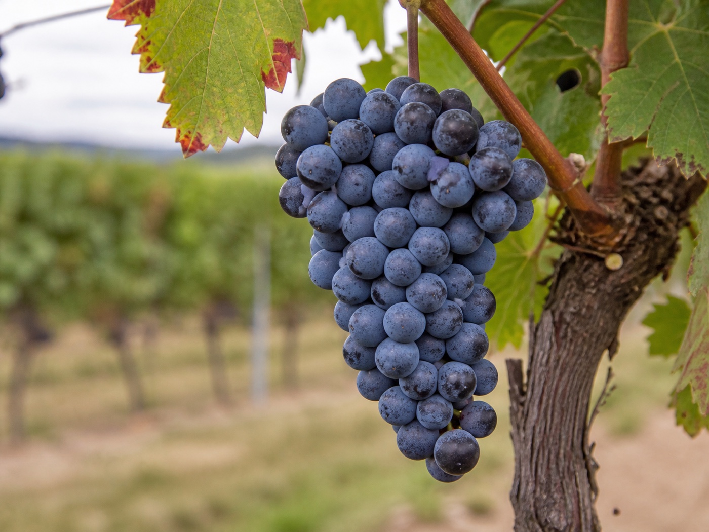 A bunch of Sangiovese wine grapes on the vine