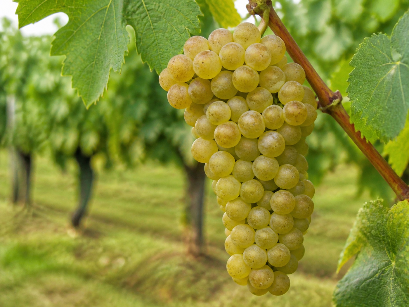 A bunch of Sémillon wine grapes on the vine