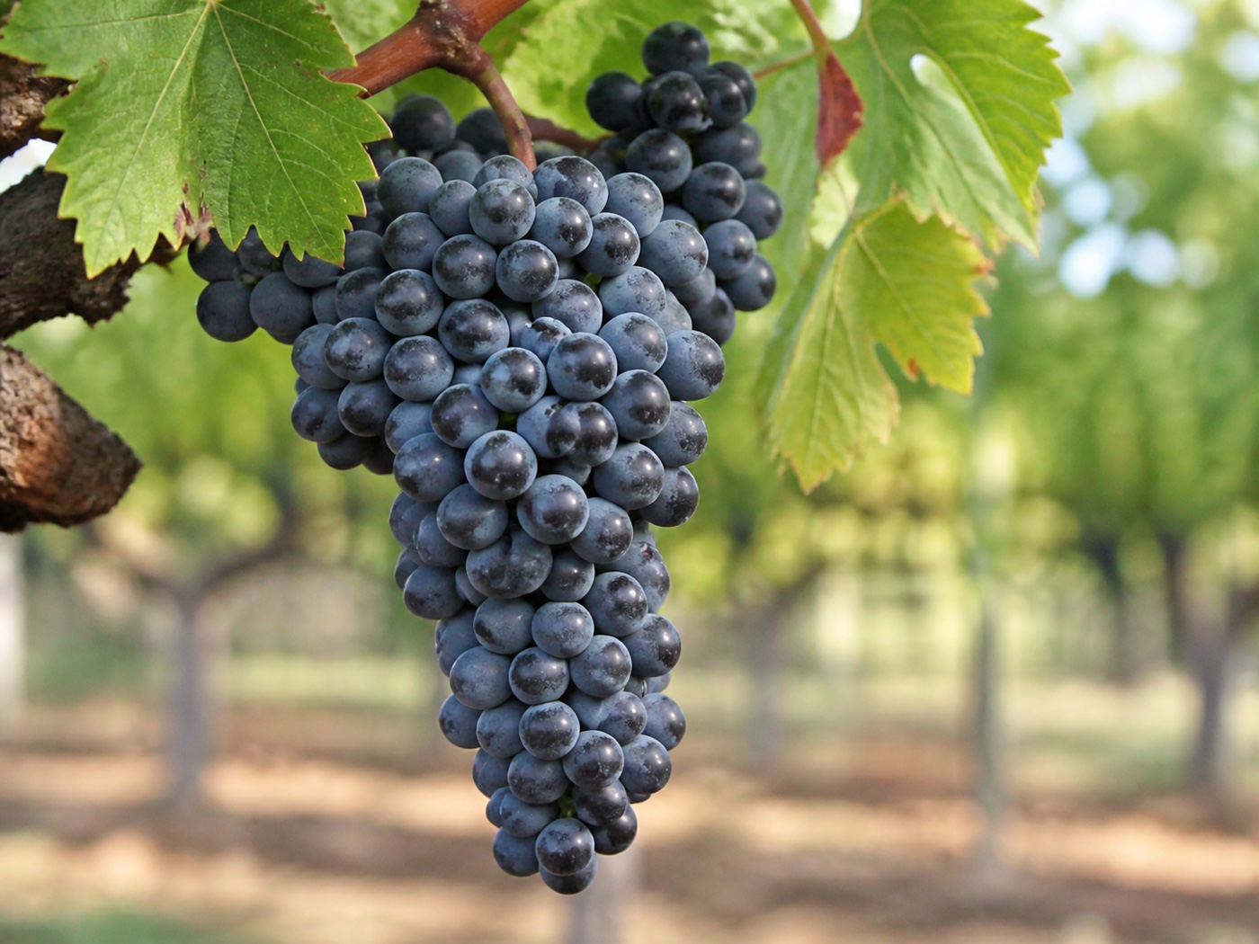 A bunch of Shiraz wine grapes on the vine