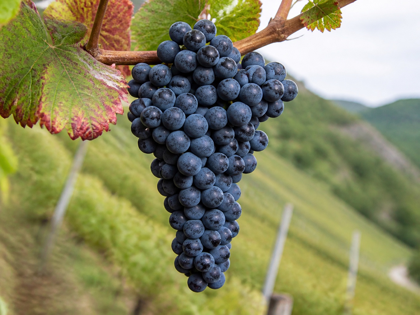 A bunch of Spätburgunder wine grapes on the vine