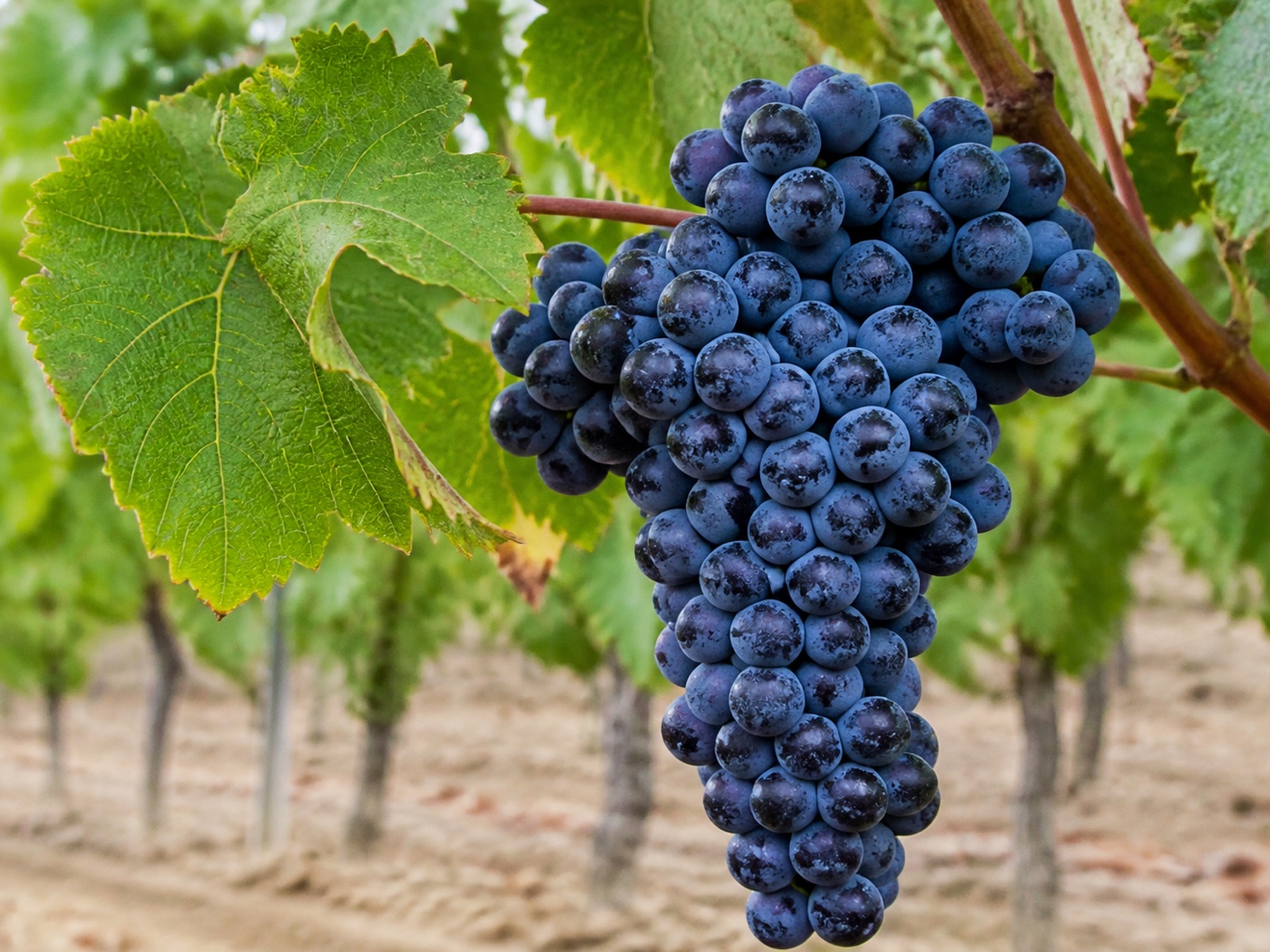 A bunch of Syrah wine grapes on the vine