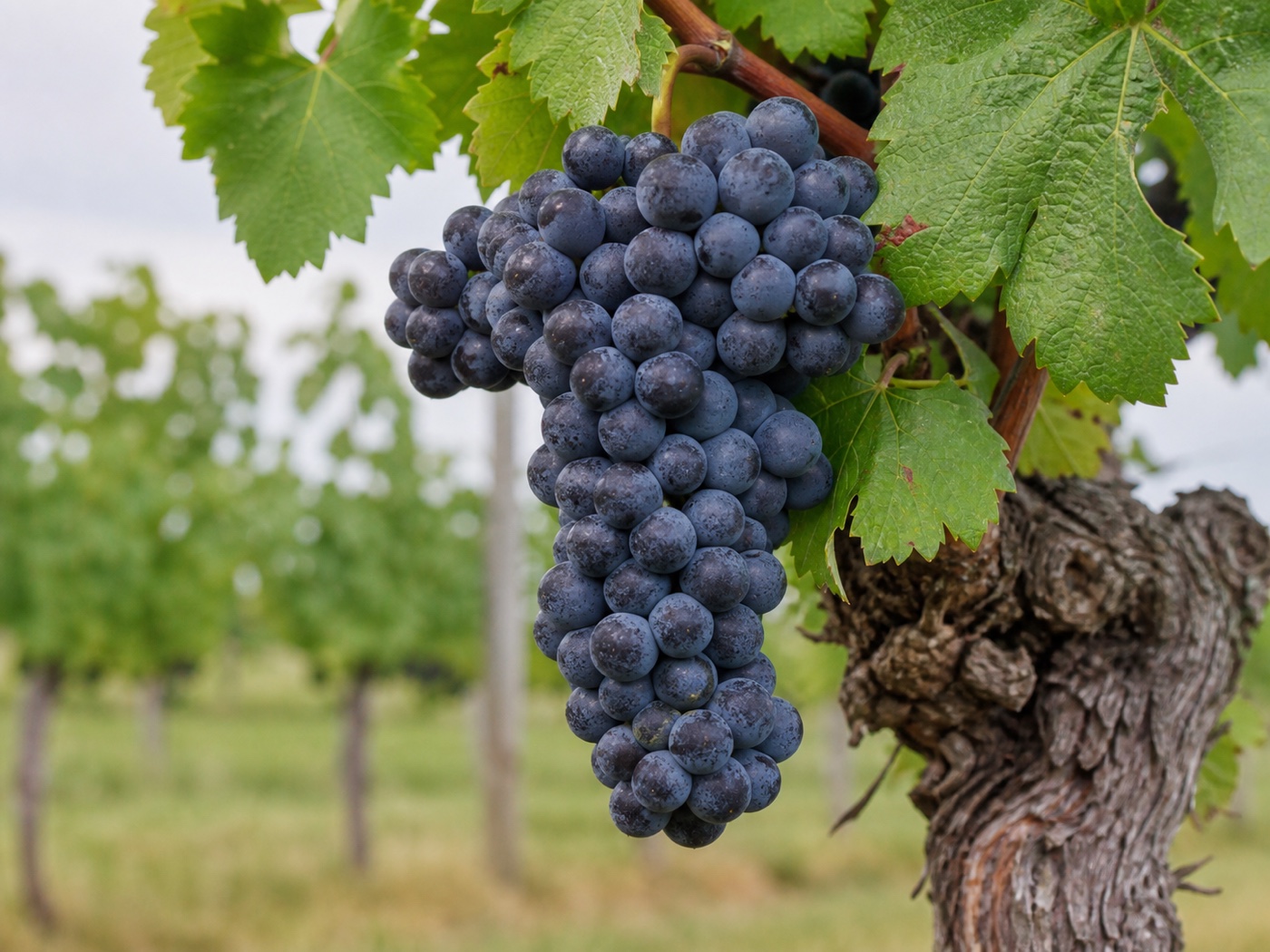 A bunch of Tannat wine grapes on the vine