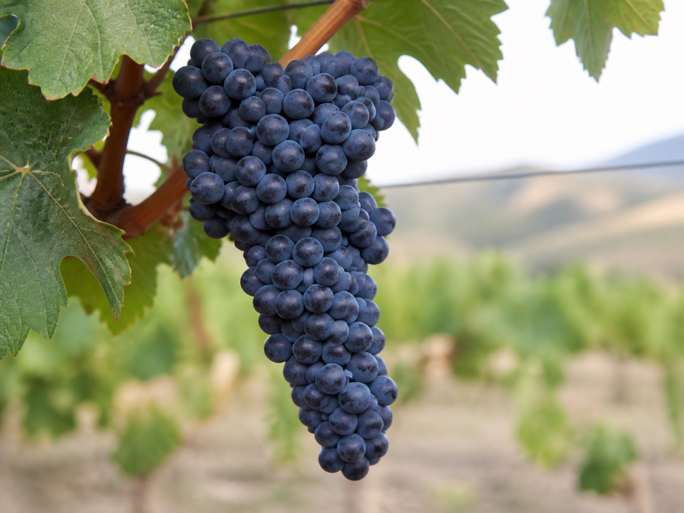 A bunch of Tinta Cão wine grapes on the vine