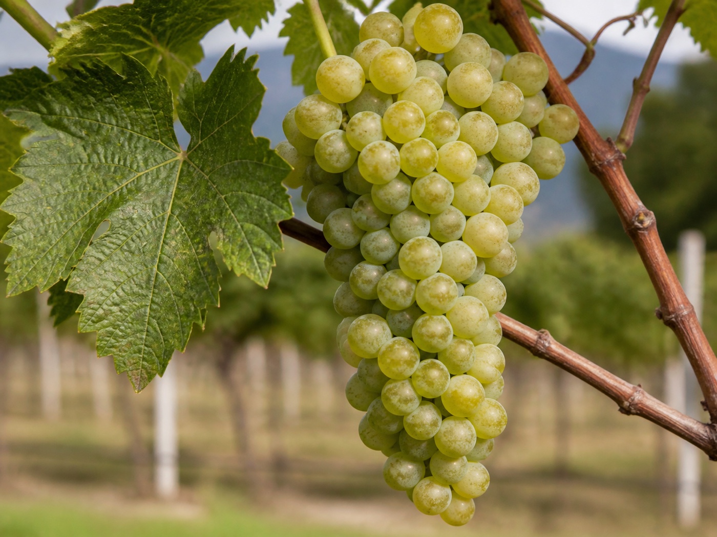 A bunch of Torrontés wine grapes on the vine