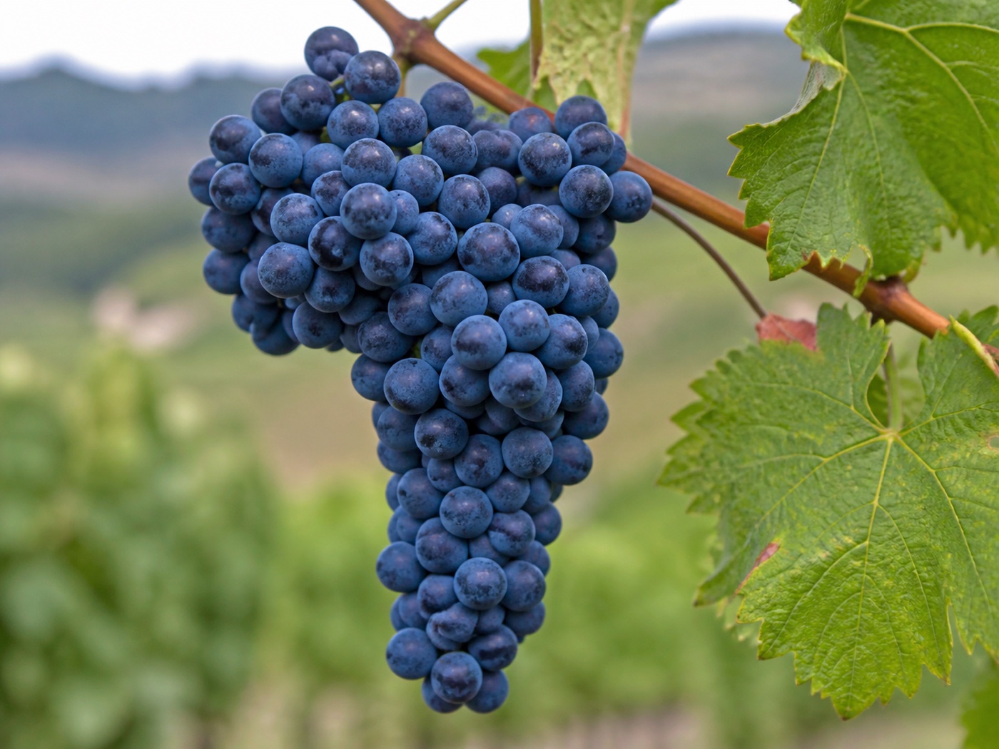 A bunch of Touriga Franca wine grapes on the vine