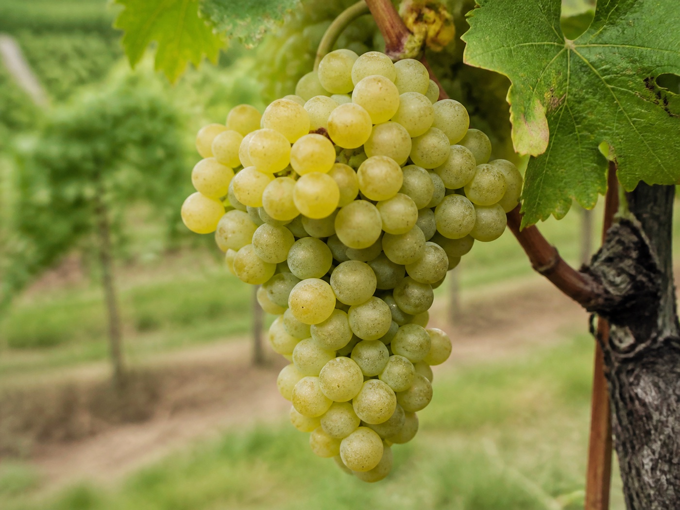 A bunch of Treixadura wine grapes on the vine