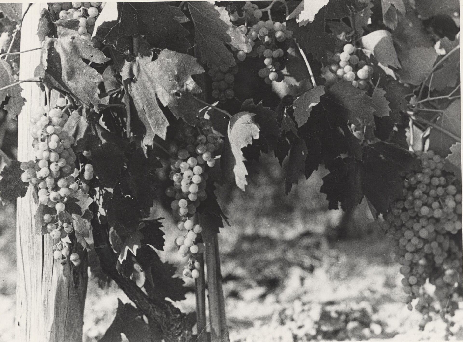 A bunch of Verdicchio wine grapes on the vine