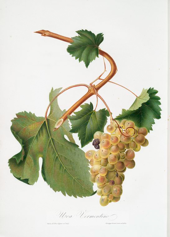 A bunch of Vermentino wine grapes on the vine